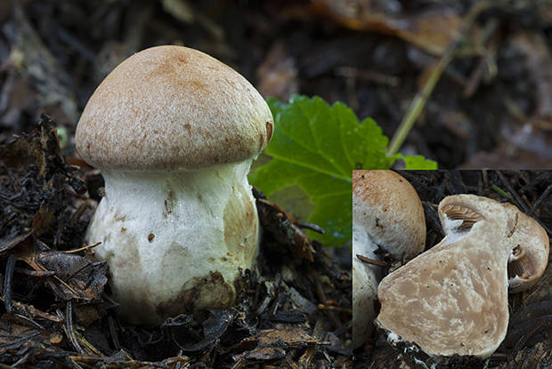 pavučinovec Cortinarius sp.