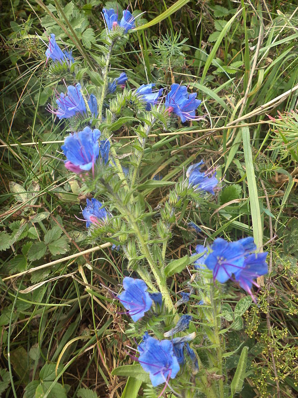 hadinec obyčajný Echium vulgare L.