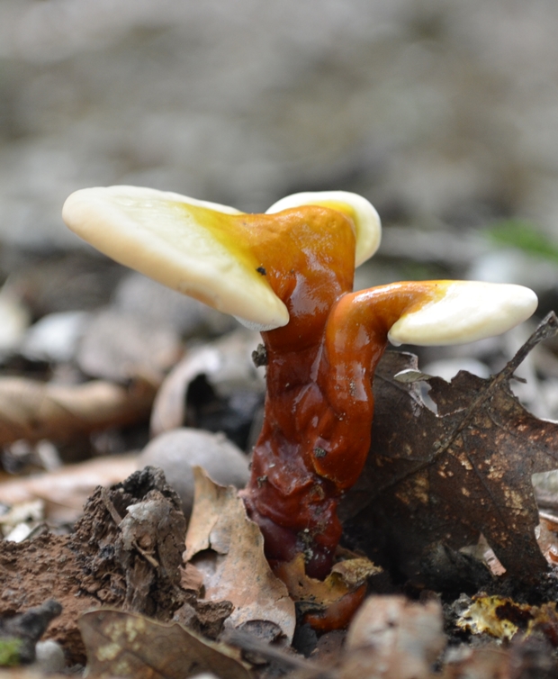 lesklokôrovka obyčajná Ganoderma lucidum (Curtis) P. Karst.