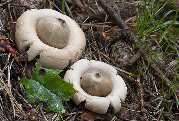 hviezdovka strapkatá Geastrum fimbriatum Fr.