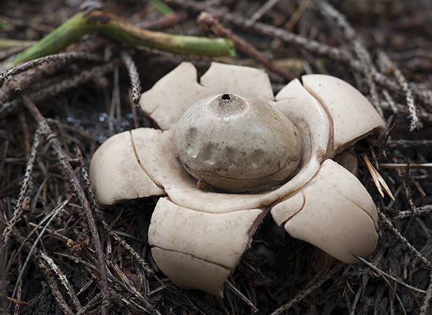 hviezdovka trojitá Geastrum triplex Jungh.