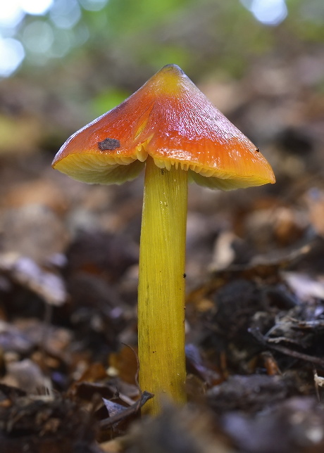 lúčnica kužeľovitá Hygrocybe conica (Schaeff.) P. Kumm.