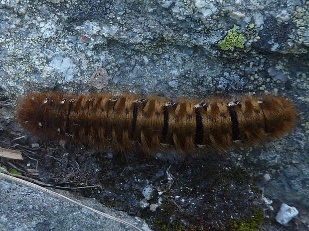 priadkovec dubový Lasiocampa quercus f.callunae