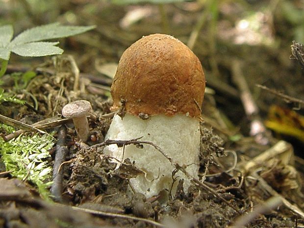 kozák osikový Leccinum albostipitatum den Bakker & Noordel.