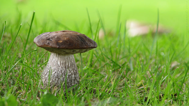 kozák brezový Leccinum scabrum (Bull.) Gray