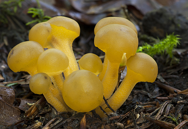 klincovka slizká Leotia lubrica (Scop.) Pers.