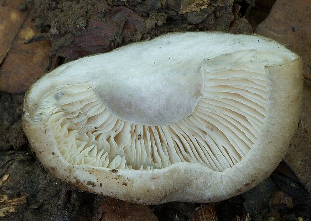 strmulec kyjovitý Lyophyllum pseudosinuatum Consiglio, Contu & Saar