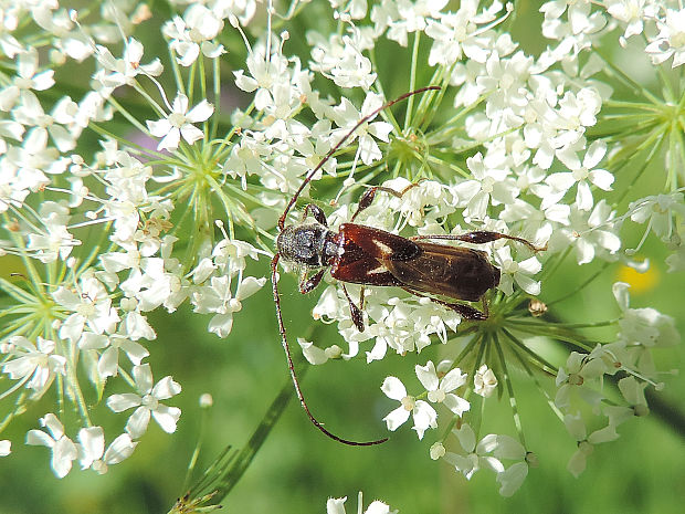 fuzáč polokrovkový / polokrovečník menší Molorchus minor Linnaeus, 1758