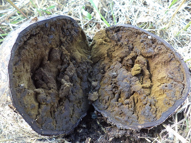 škárka kožovitá Mycenastrum corium (Guers.) Desv.