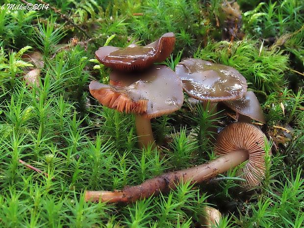 koreňovica olivová Phaeocollybia festiva (Fr.) R. Heim