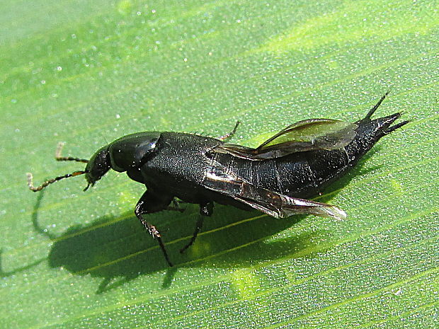 drabčík Philonthus sp.