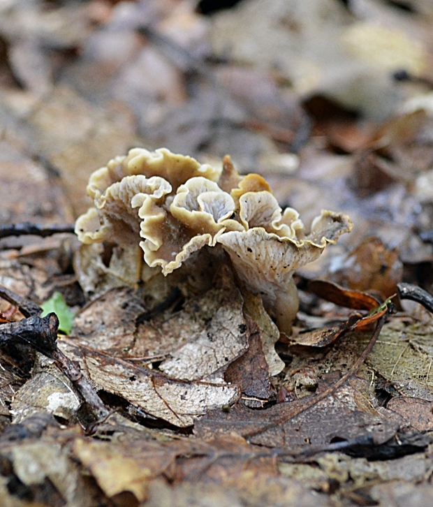 palievik kučeravý Pseudocraterellus undulatus (Pers.) Rauschert