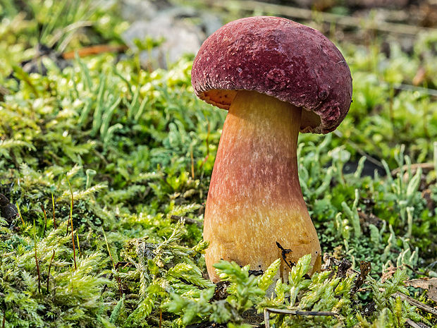 suchohríb marhuľovožltý Rheubarbariboletus armeniacus (Quél.) Vizzini, Simonini & Gelardi