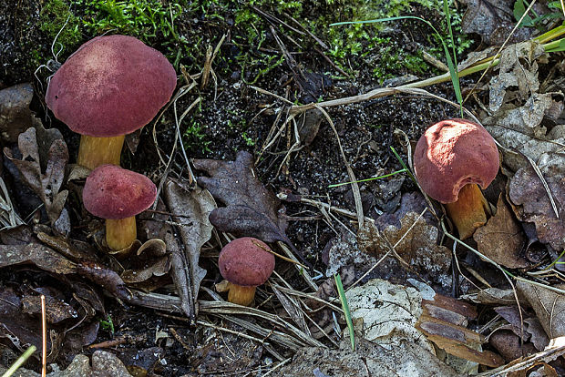 suchohríb marhuľovožltý Rheubarbariboletus armeniacus (Quél.) Vizzini, Simonini & Gelardi