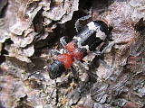 pestrokrovečník mravenčí