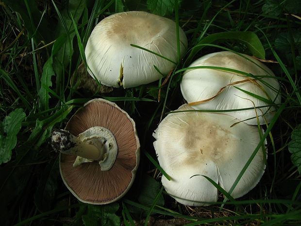 pečiarka nádherná lesná Agaricus excellens (F.H. Möller) F.H. Möller