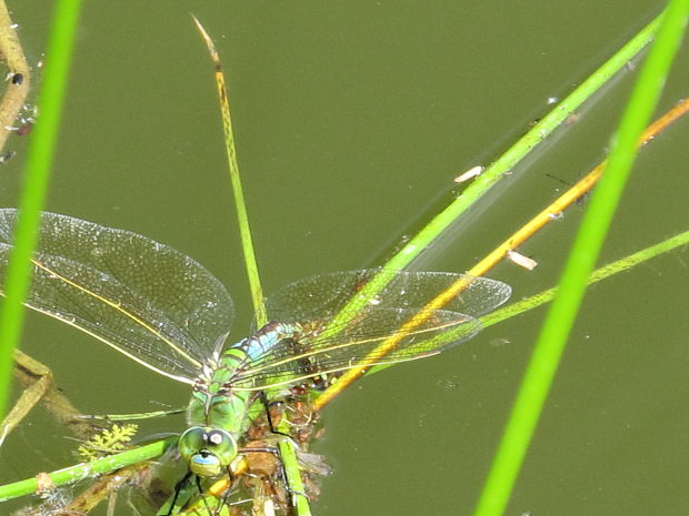 vážka- samička Anax imperator.