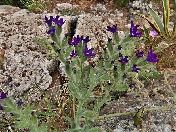 smohla   /   pilát Anchusa undulata subsp. hybrida (Ten.) Cout.