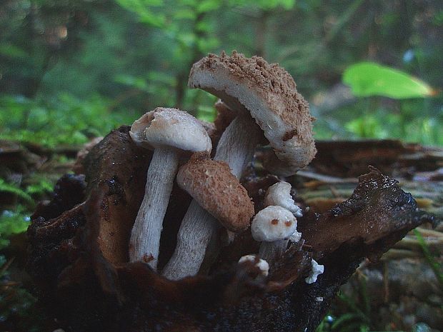 príživnica prášnicovitá Asterophora lycoperdoides (Bull.) Ditmar