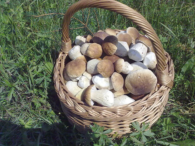 hríb smrekový Boletus edulis Bull.