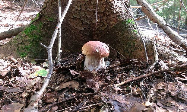 hríb smrekový Boletus edulis Bull.