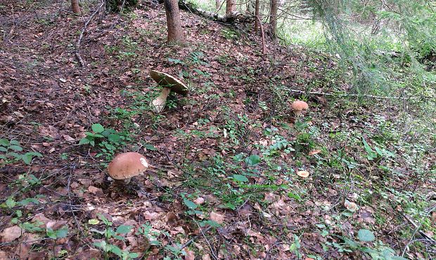 hríb smrekový Boletus edulis Bull.