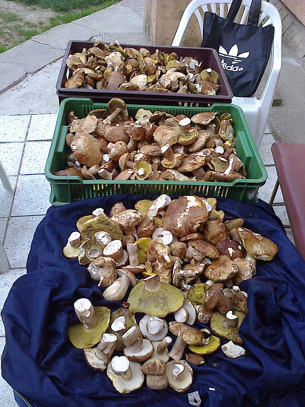 hríb smrekový Boletus edulis Bull.