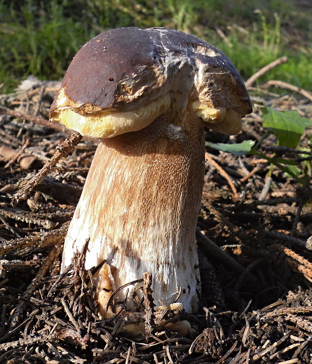 hríb smrekový Boletus edulis Bull.