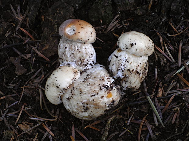 hríb smrekový Boletus edulis Bull.