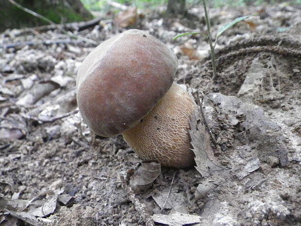 hríb dubový Boletus reticulatus Schaeff.