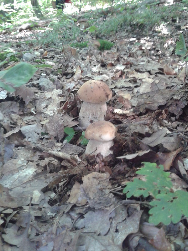 hríb dubový Boletus reticulatus Schaeff.