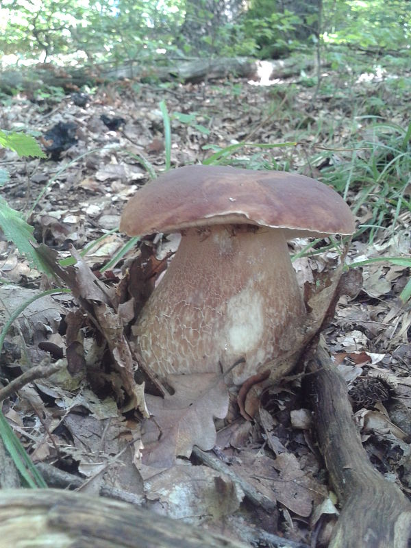 hríb dubový Boletus reticulatus Schaeff.