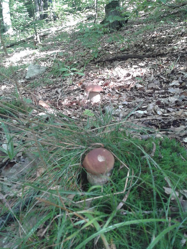 hríb dubový Boletus reticulatus Schaeff.