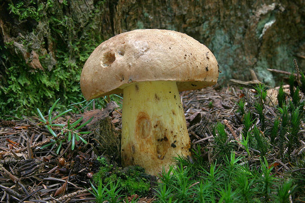 hríb horský Butyriboletus subappendiculatus (Dermek, Lazebn. & J. Veselský) D. Arora & J.L. Frank