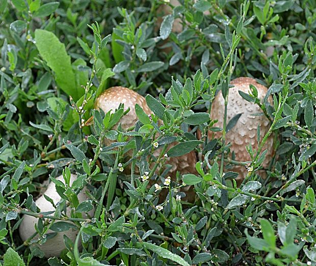 strieška bedľovitá Chlorophyllum agaricoides (Czern.) Vellinga