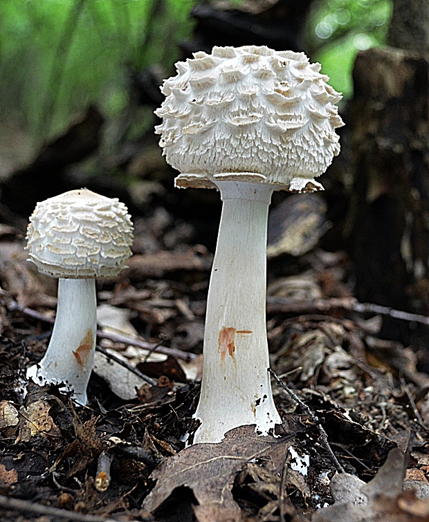 bedľa červenejúca Chlorophyllum rachodes (Vittad.) Vellinga