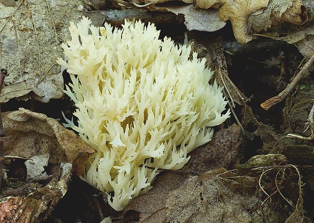 konárovka hrebenitá Clavulina coralloides (L.) J. Schröt.