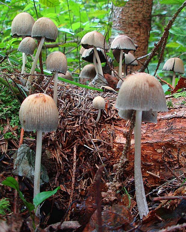 hnojník Coprinus sp.