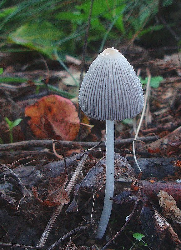 hnojník Coprinus sp.