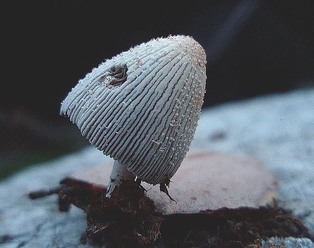 hnojník Coprinus sp.