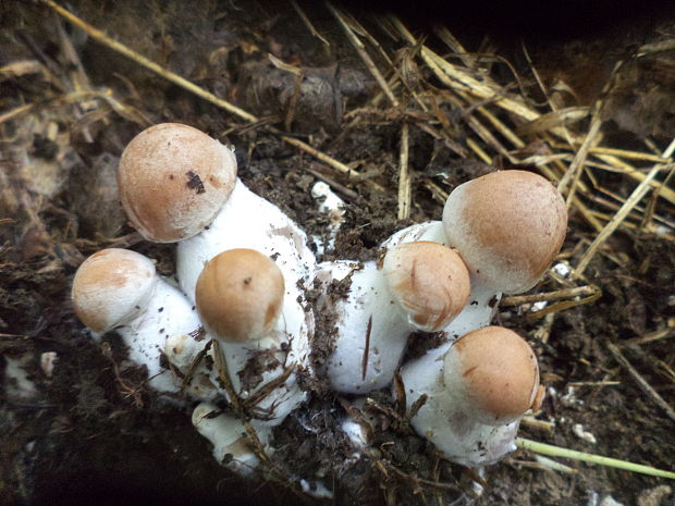 pavučinovec Cortinarius sp.