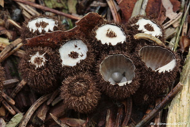 čiaškovec pásikavý Cyathus striatus (Huds.) Willd.