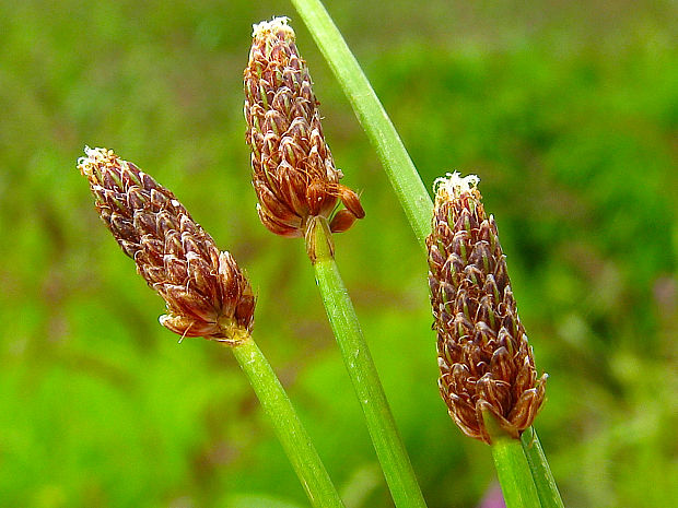 bahnička vajcovitá Eleocharis ovata (Roth) Roem. et Schult.