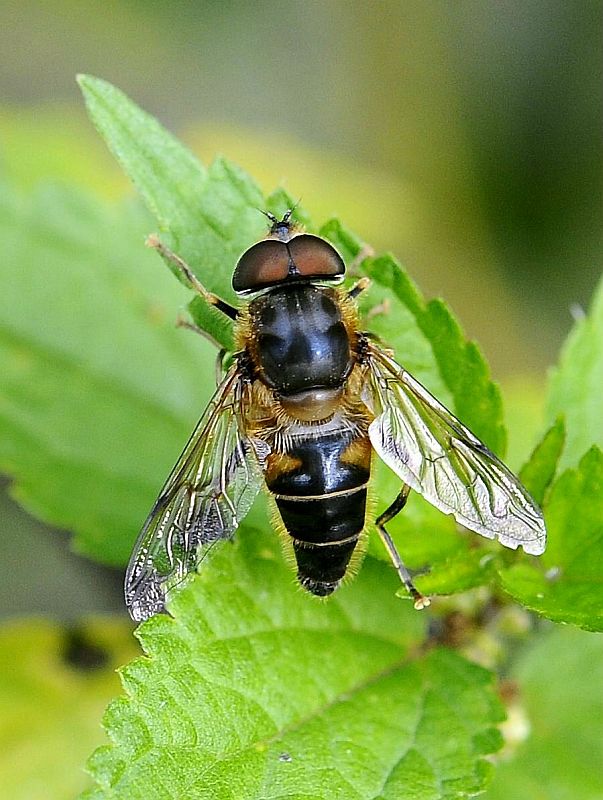 trúdovka Eristalis lineata