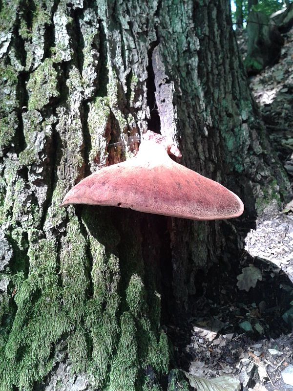 pečeňovec dubový Fistulina hepatica (Schaeff.) With.