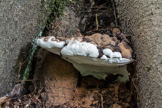 lesklokôrovka Ganoderma sp.