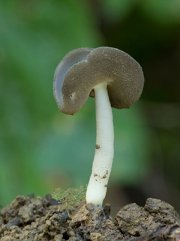 chriapač Helvella sp.