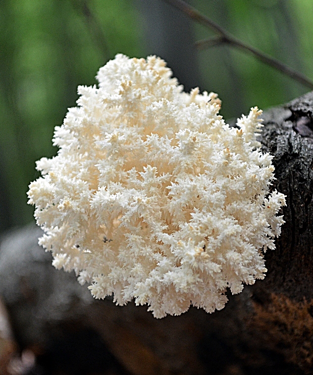 koralovec bukový Hericium coralloides (Scop.) Pers.