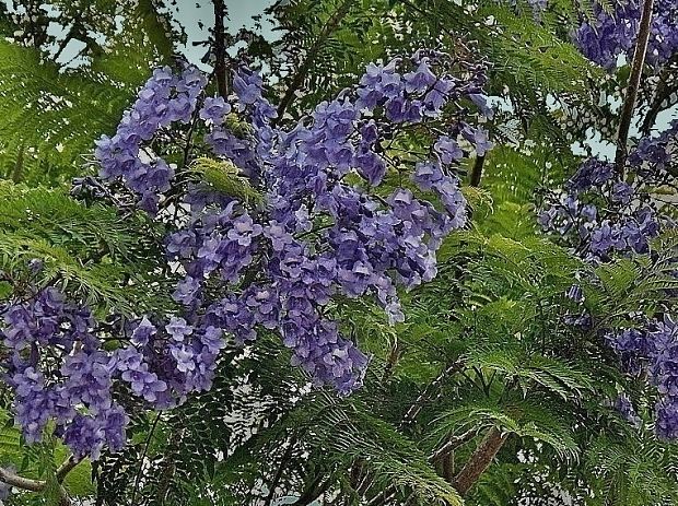 Jacaranda mimosifolia D. Don