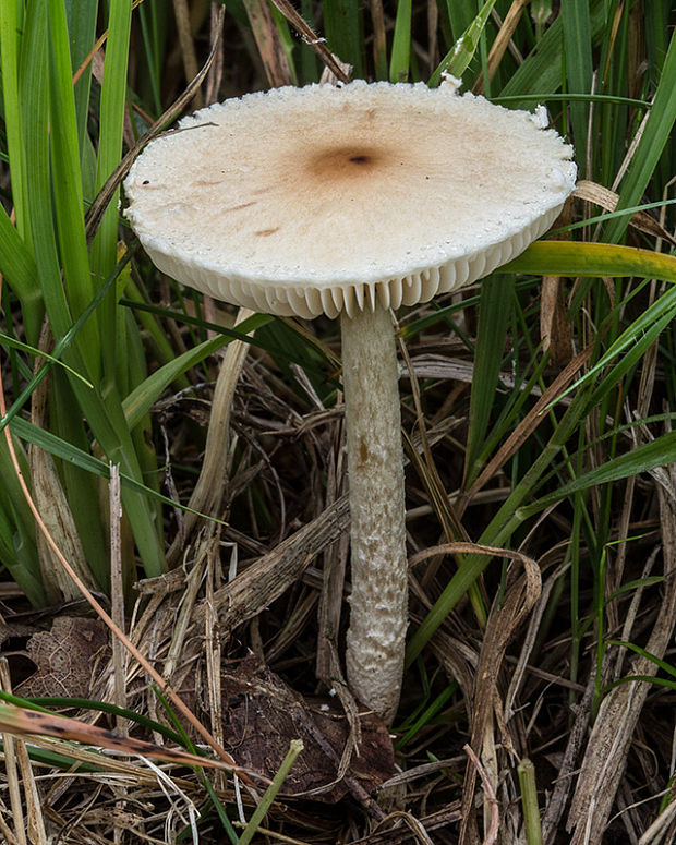 bedlička Lepiota sp.